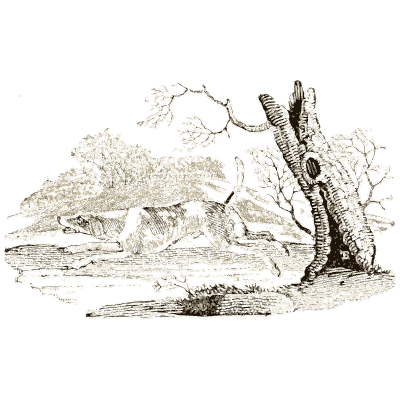 Fox by a hollow tree - A General History of Quadrupeds - 1800