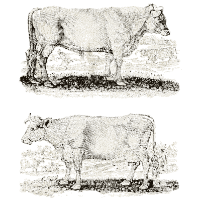Two cattle - A General History of Quadrupeds - 1800