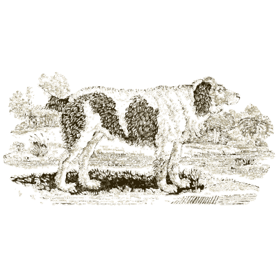 Spaniel - A General History of Quadrupeds - 1800