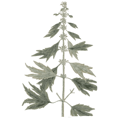 Motherwort - A Curious Herbal - 1737