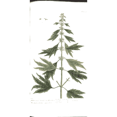 Hemp plant 02 - A Curious Herbal - 1737