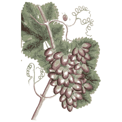 Ornament 01 - A Curious Herbal - 1737