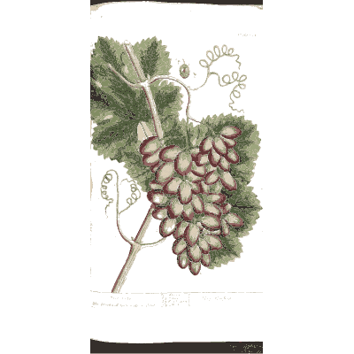 Grape vine with fruit - A Curious Herbal - 1737