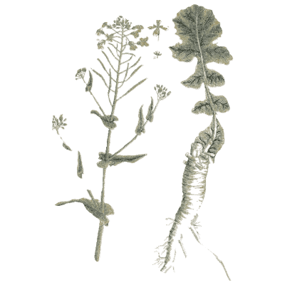 Horseradish - A Curious Herbal - 1737