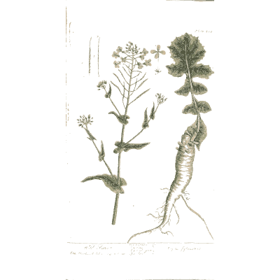 Wild mustard with root - A Curious Herbal - 1737