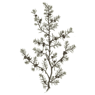Ornament 02 - A Curious Herbal - 1737