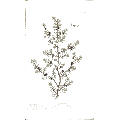 Juniper branch 02 - A Curious Herbal - 1737