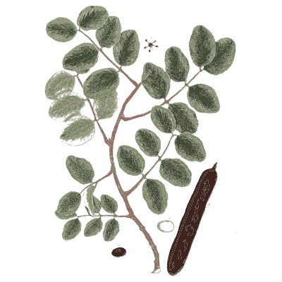 Carob branch with pod 02 - A Curious Herbal - 1737
