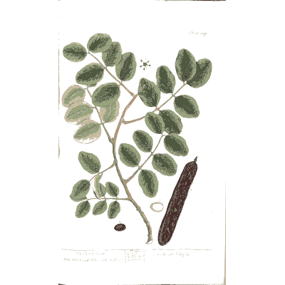 Carob branch with pod 01 - A Curious Herbal - 1737