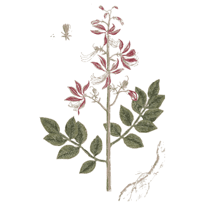 Fraxinella - A Curious Herbal - 1737