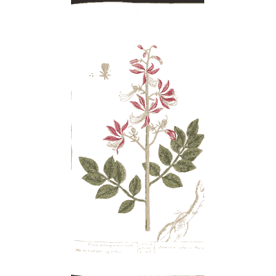 Pink flowering shrub branch - A Curious Herbal - 1737