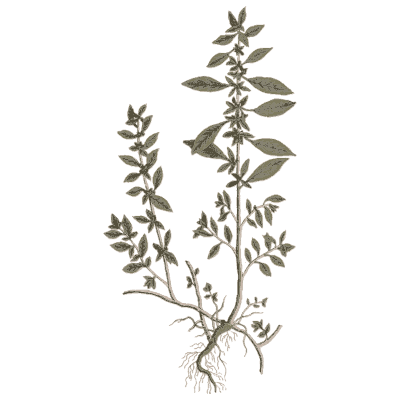 Ornament 03 - A Curious Herbal - 1737