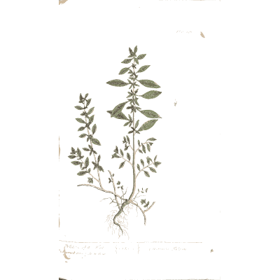 Thyme with roots - A Curious Herbal - 1737