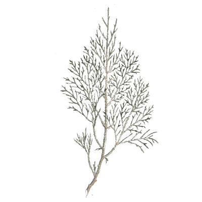 Ornament 04 - A Curious Herbal - 1737