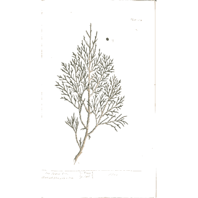 Cypress branch - A Curious Herbal - 1737