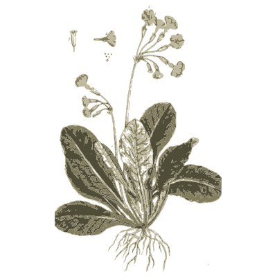 Cowslip - A Curious Herbal - 1737