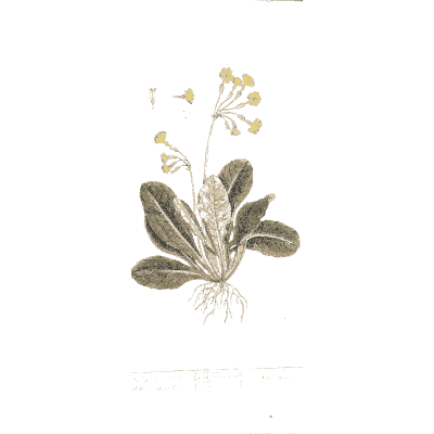 Primrose with root - A Curious Herbal - 1737
