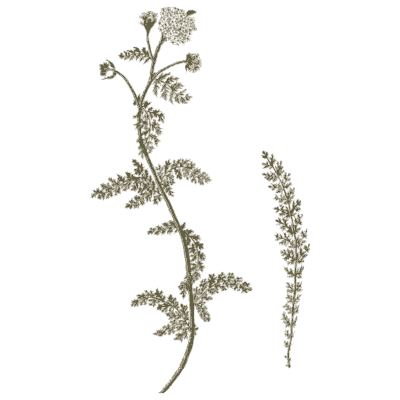 Ornament 05 - A Curious Herbal - 1737