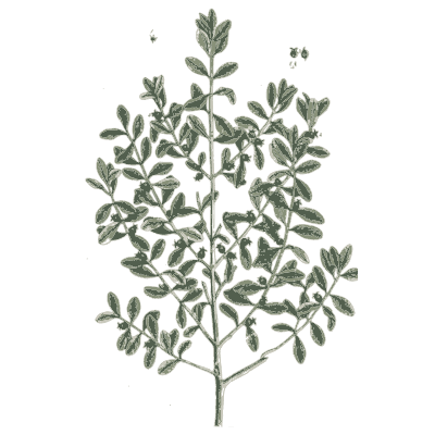Ornament 06 - A Curious Herbal - 1737