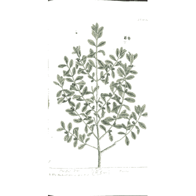 Box tree branch 02 - A Curious Herbal - 1737