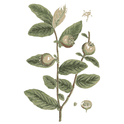 Medlar - A Curious Herbal - 1737