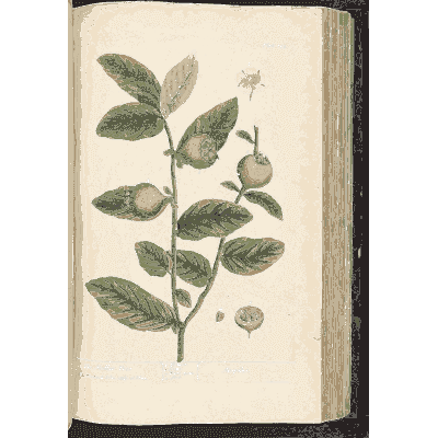 Medlar branch with fruit - A Curious Herbal - 1737