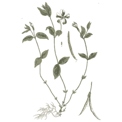 Small herb with slender pods - A Curious Herbal - 1737