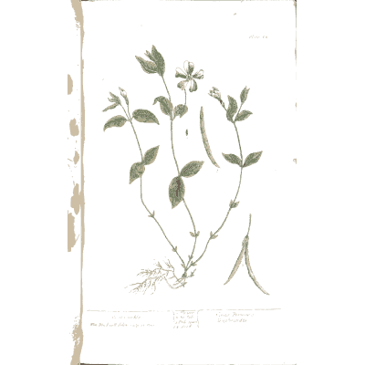 Pea-like herb with pods 02 - A Curious Herbal - 1737