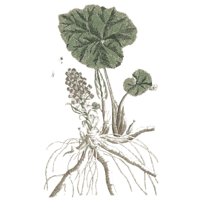 Butterbur - A Curious Herbal - 1737