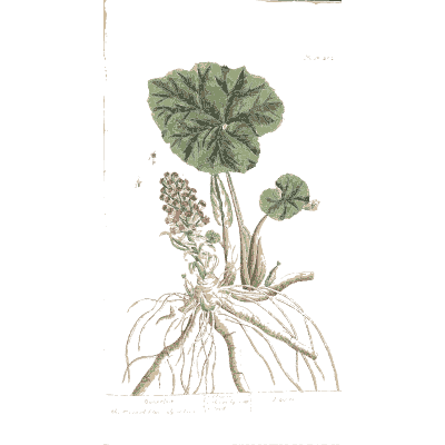 Butterbur with root - A Curious Herbal - 1737