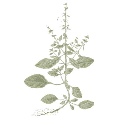 Basil 02 - A Curious Herbal - 1737