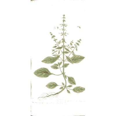 Basil 01 - A Curious Herbal - 1737