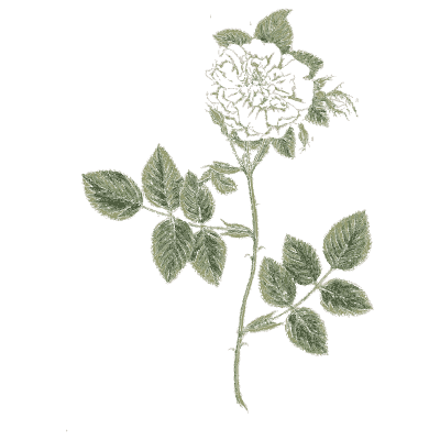 White rose 03 - A Curious Herbal - 1737