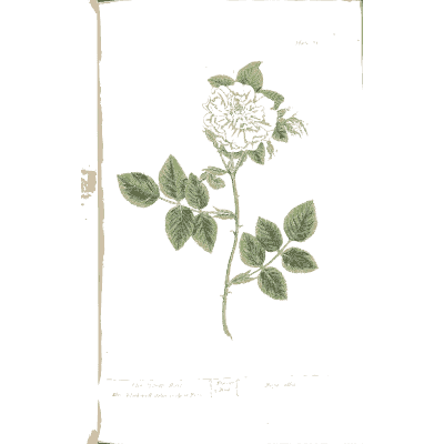 White rose 02 - A Curious Herbal - 1737