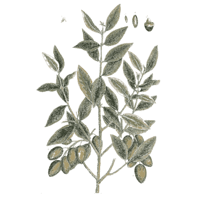 Olive branch - A Curious Herbal - 1737