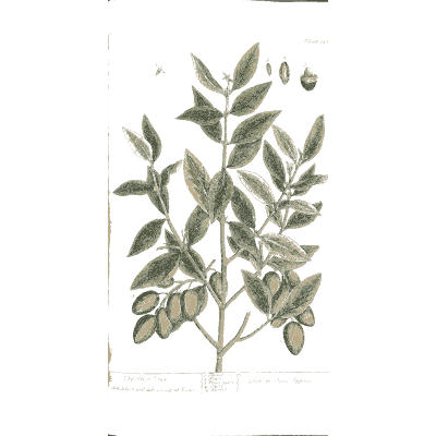Olive branch with fruit 02 - A Curious Herbal - 1737