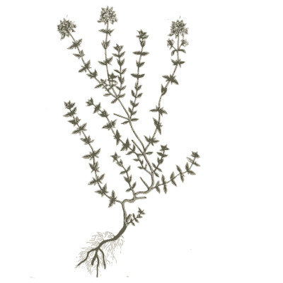 Ornament 07 - A Curious Herbal - 1737