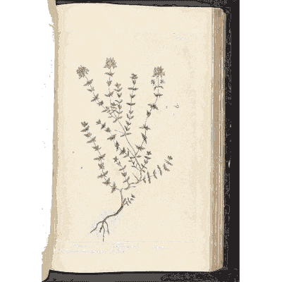 Thyme - A Curious Herbal - 1737