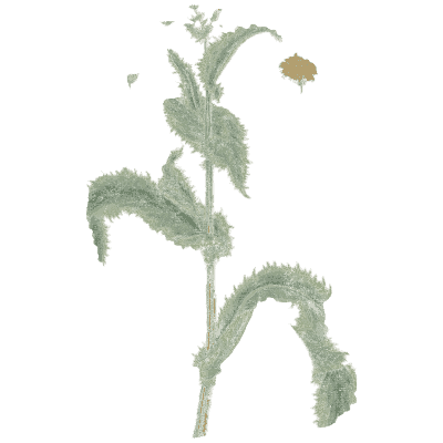 Spiny-leaved herb - A Curious Herbal - 1737