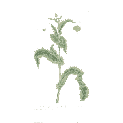 Prickly sow thistle 02 - A Curious Herbal - 1737
