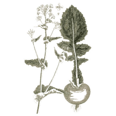 Turnip 02 - A Curious Herbal - 1737