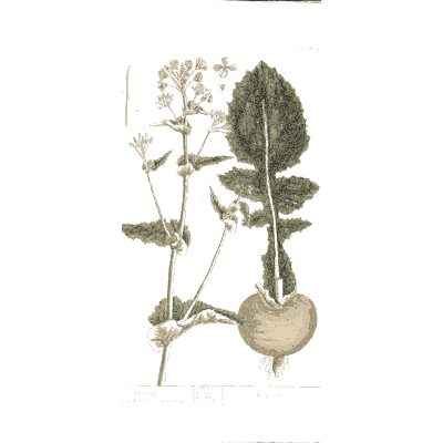 Turnip 01 - A Curious Herbal - 1737