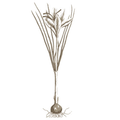 Ornament 08 - A Curious Herbal - 1737