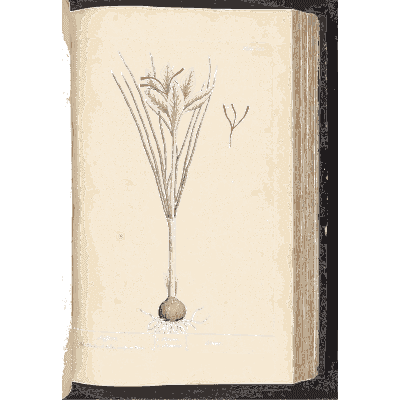 Saffron crocus - A Curious Herbal - 1737