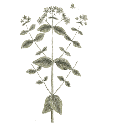 Ornament 09 - A Curious Herbal - 1737