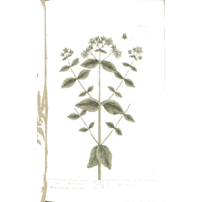 Flowering umbel herb - A Curious Herbal - 1737