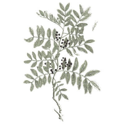 Shrub with black berries - A Curious Herbal - 1737