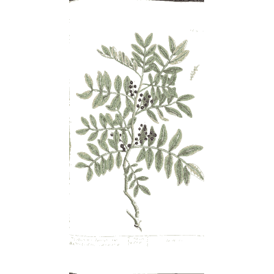 Pinnate branch with black berries 02 - A Curious Herbal - 1737