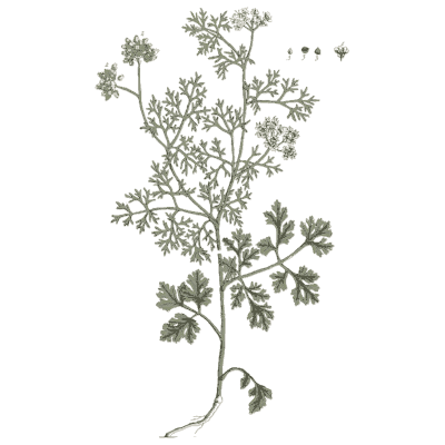 Parsley - A Curious Herbal - 1737