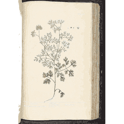 Coriander - A Curious Herbal - 1737